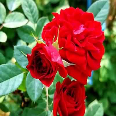 اهنگ گل سرخ لبای تو یه دمنوشه با گیتار