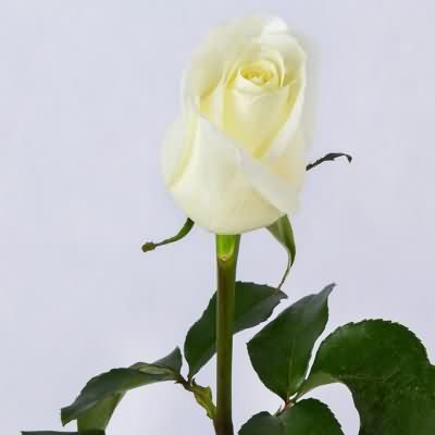 اهنگ یه دل دارم که دلدارش شمایی ریمیکس اینستا