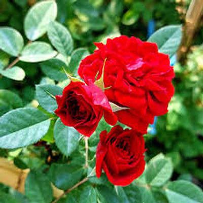 اهنگ عزیزم اد شیرن ورژن فارسی ریمیکس اینستا دانلود آهنگ عزیزم اد شیرن ورژن فارسی ریمیکس اینستا