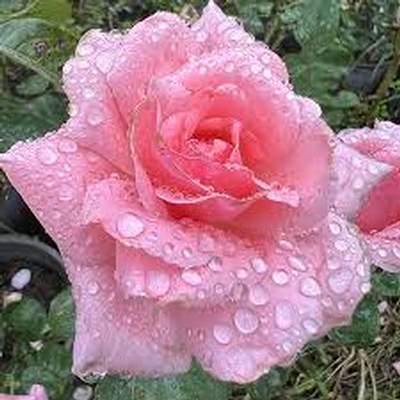 اهنگ میترسم یه روزی برسه که اونو نبینم بمیرم با صدای زن ریمیکس هوش مصنوعی اهنگ میترسم یه روزی برسه که اونو نبینم بمیرم با صدای زن ریمیکس هوش مصنوعی