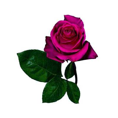 اهنگ صید کرد یکی ماهی منو ریمیکس ترنذ اینستا هوش مصنوعی تتلو اهنگ صید کرد یکی ماهی منو ریمیکس ترنذ اینستا هوش مصنوعی تتلو