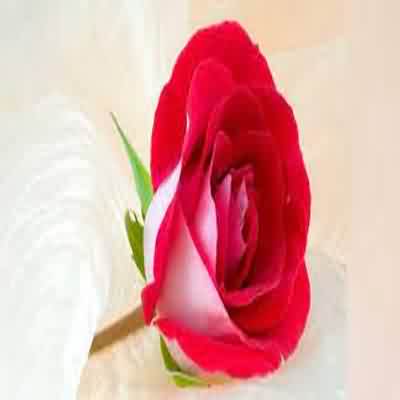 آهنگ چه خور عشقم چه خور و عشق جدیدت ریمیکس اینستا فرشاد آزادی
