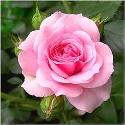 اهنگ عقیق نابی زلال چون آبی با صدای زن و مرد گروهی ریمیکس اینستا اهنگ عقیق نابی زلال چون آبی با صدای زن و مرد گروهی ریمیکس اینستا