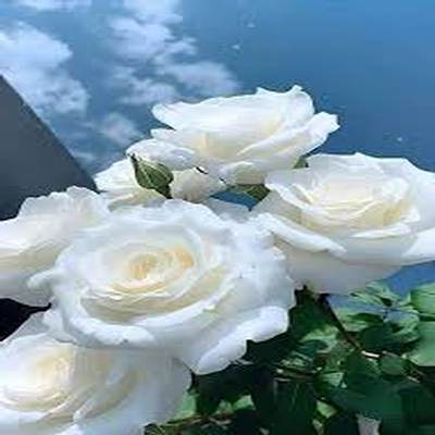 اهنگ باک کاپیدا یازیور اون نومارا با صدای زن ریمیکس اینستا و تیک تاک