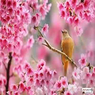 اهنگ ای که بی تو خودمو تک و تنها میبینم ورژن کنسرت اینستا