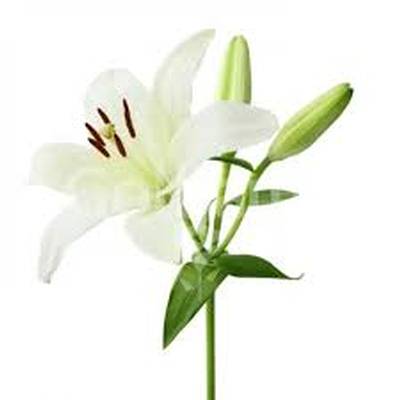 اهنگ the mass ریمیکس اینستا بی کلام
