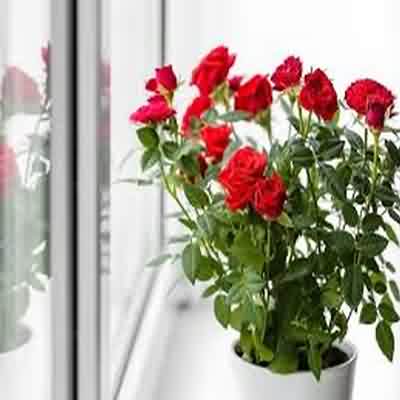 اهنگ عربی گلب گلب وین وین با صدای زن ریمیکس اینستا