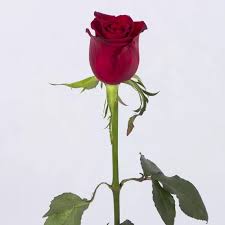 اهنگ شبای بی تو واسم چه بلند عزیزم ریمیکس اینستا هوش مصنوعی تتلو اهنگ شبای بی تو واسم چه بلند عزیزم ریمیکس اینستا هوش مصنوعی تتلو