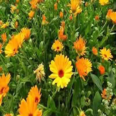 اهنگ انرژی نداری قدی یه تراپی برو مردی ریمیکس اینستا کامل اهنگ انرژی نداری قدی یه تراپی برو مردی ریمیکس اینستا کامل