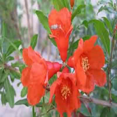 اهنگ چال رو گونت اره خودش دردسره با صدای زن ریمیکس اهنگ چال رو گونت اره خودش دردسره با صدای زن ریمیکس