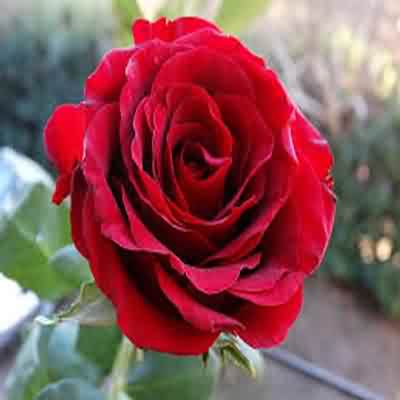 اهنگ لالای کارم تمومه برام خنده حرومه ریمیکس اینستا لری اهنگ لالای کارم تمومه برام خنده حرومه ریمیکس اینستا لری