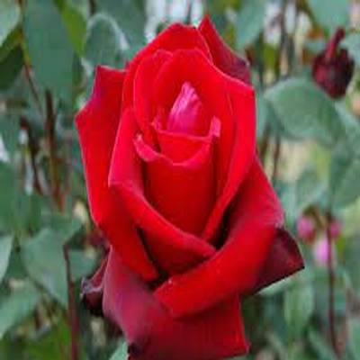 اهنگ آی بانو بانو بنشین به روی زانو با صدای زن ریمیکس اینستا اهنگ آی بانو بانو بنشین به روی زانو با صدای زن ریمیکس اینستا