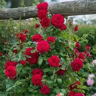 اهنگ غم میون دوتا چشمون قشنگت با صدای هیدن ریمیکس اینستا اهنگ غم میون دوتا چشمون قشنگت با صدای هیدن ریمیکس اینستا