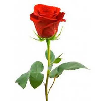 اهنگ dame un grrr با صدای زن ریمیکس اینستا