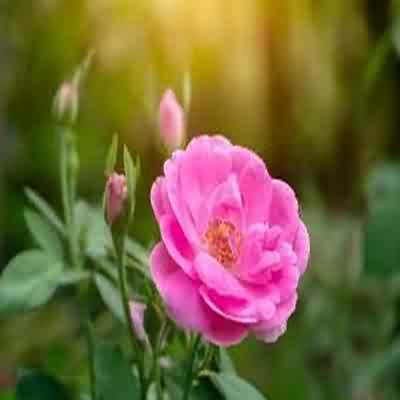 اهنگ من همونم که یه روز با صدای زن ریمیکس اینستا