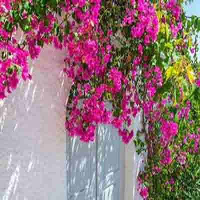 اهنگ سلیقمی تا صد سال دیگه ریمیکس اینستا