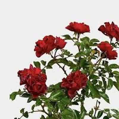 اهنگ د کنج ای دل قایمی سر مگو راز منی ریمیکس اینستا