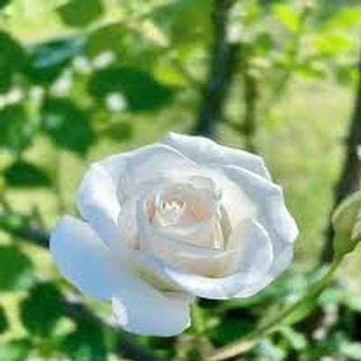 اهنگ به اون شاخه گلی که رو موهاته نزن دست ریمیکس اینستا