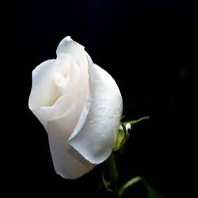 اهنگ sajad memari نازلی با صدای زن ریمیکس اینستا اهنگ sajad memari نازلی با صدای زن ریمیکس اینستا