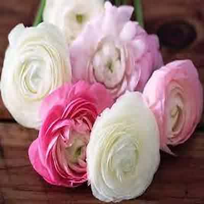 اهنگ چیکار کردی با دلم وای با صدای دختر و زن ریمیکس اینستا اهنگ چیکار کردی با دلم وای با صدای دختر و زن ریمیکس اینستا