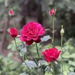 اهنگ عشقگم بدون مه آخه میخوای کجا بری ریمیکس اینستا