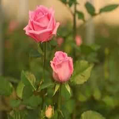اهنگ مرا ببوس پاره ی تنتم لعنتی فقط یه بوسه ریمیکس سولو اینستا اهنگ مرا ببوس پاره ی تنتم لعنتی فقط یه بوسه ریمیکس سولو اینستا