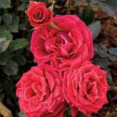 اهنگ جهنمم خوبه اصلا ای خدا دلم گرفته گله دارم ریمیکس اینستا اهنگ جهنمم خوبه اصلا ای خدا دلم گرفته گله دارم ریمیکس اینستا