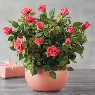 اهنگ Vem Vem از Jmilton MC Xangai با صدای زن ریمیکس اینستا