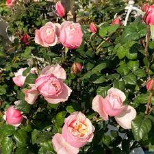 اهنگ NTR ULTRAFUNK از HIMXN بی کلام با صدای زن ریمیکس اینستا