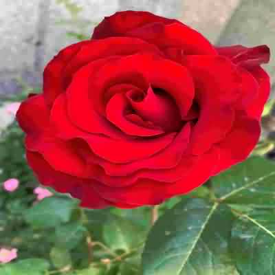 آهنگ تیکی تاکا بهم هد داده الحق که با استعداده ریمیکس اینستا