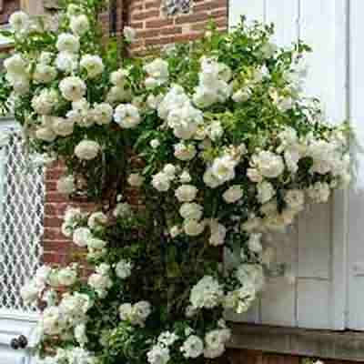 اهنگ ﻣﻨﻮ ﻣﺠﺒﻮرم ﻧﻜﻦ ﺑﺮم از ﺷﻬﺮ ﻳﮏ ﻫﺴﺘﻰ از شایان اشراقی