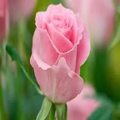 اهنگ تو تنها کسی بودی دادم به همه نشون ریمیکس اینستا