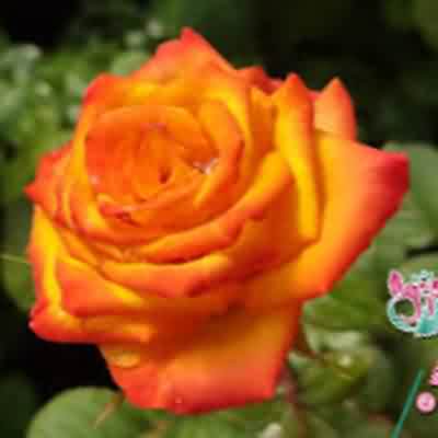 اهنگ یه روز کارمون میگیره ریمیکس اینستا