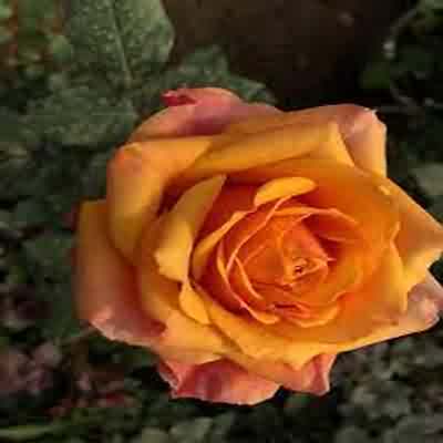 اهنگ یه جوری میرم بمونی با خیالم زندگی کنی با صدای زن ریمیکس اینستا اهنگ یه جوری میرم بمونی با خیالم زندگی کنی با صدای زن ریمیکس اینستا