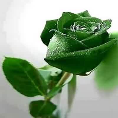 اهنگ ای دله دل منه ولی ارای تو تنگه (نفس سعید چناری )