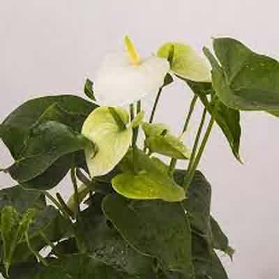 اهنگ ترکی برای روز عمه (مهربان عمم سنه سرملی گاش گوز سنه) اینستا