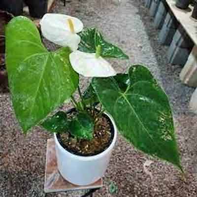 اهنگ ای قیز ادین مستانا گیرمه بیزیم بوستانا ریمیکس ترکی شاد اهنگ ای قیز ادین مستانا گیرمه بیزیم بوستانا ریمیکس ترکی شاد