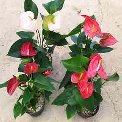 اهنگ چه کرده ای تو با دلم که از همه بریدم با صدای زن ریمیکس اینستا