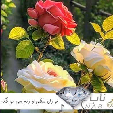 دانلود آهنگ لری تو دل سنگی و دلم سی تو تنگه ریمیکس اینستا دانلود آهنگ لری تو دل سنگی و دلم سی تو تنگه ریمیکس اینستا