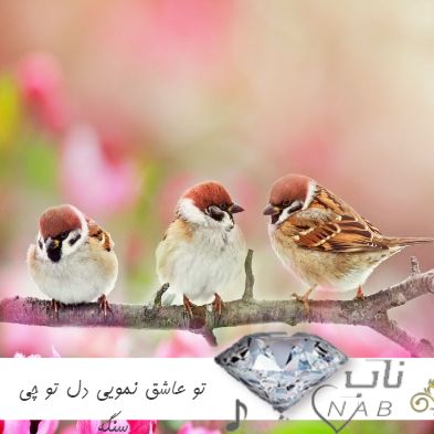 آهنگ لری تو عاشق نمویی دل تو چی سنگه ریمیکس اجرای زنده با گیتار مهدی لیریایی مجید عزیزی آهنگ لری تو عاشق نمویی دل تو چی سنگه ریمیکس اجرای زنده با گیتار مهدی لیریایی مجید عزیزی