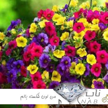 اهنگ من اون شکسته بالم که دارد شوق پرواز ریمیکس اینستاگرام لری ترند اهنگ من اون شکسته بالم که دارد شوق پرواز ریمیکس اینستاگرام لری ترند