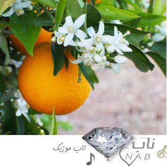 دانلود آهنگ بوی نارنج پیچیده تو شهر کامل ریمیکس با صدای زن ترند اینستا دانلود آهنگ بوی نارنج پیچیده تو شهر کامل ریمیکس با صدای زن ترند اینستا