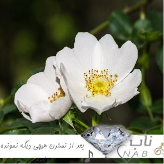 دانلود آهنگ بعد از نسترن هیچی دیگه نمونده واسم ریمیکس اینستا دانلود آهنگ بعد از نسترن هیچی دیگه نمونده واسم ریمیکس اینستا
