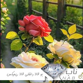 دانلود آهنگ بو قالا داشلی قالا ریمیکس با صدای زن مرد ترند اینستاگرام