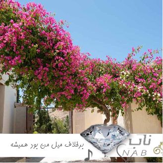 دانلود آهنگ برخلاف میل من بود همیشه رفتارت با صدای زن ریمیکس اینستا دانلود آهنگ برخلاف میل من بود همیشه رفتارت با صدای زن ریمیکس اینستا