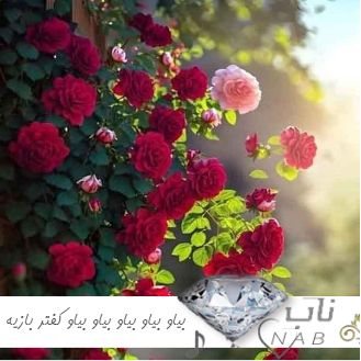 دانلود آهنگ بیاو بیاو بیاو بیاو بیاو کفتر بازیه ریمیکس اینستا دانلود آهنگ بیاو بیاو بیاو بیاو بیاو کفتر بازیه ریمیکس اینستا